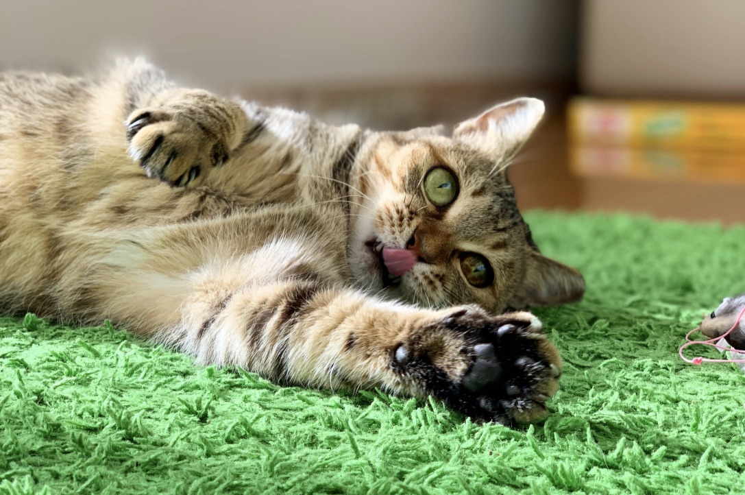 コムコムのプロフィール(こちらは愛猫こむぎ)